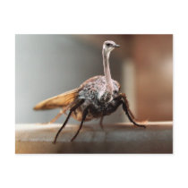 Mothstrich postcards by Junglegeorge Mothstrich postcards