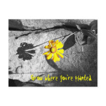 Motivational "Grow where you're planted" Postcard