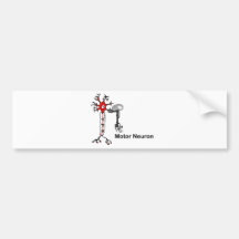 Motor Neuron Bumper Sticker