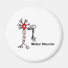 Motor Neuron Refrigerator Magnets