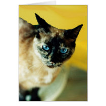 Mottled Colored Siamese Cat With Blue Eyes Greeting Card