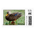 Mottled Duck postage