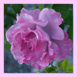 Mottled pink rose posters