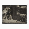 Mouflon Wild Sheep Scratching 1 Antiqued postcards by AntiquedArt Mouflon Wild Sheep Scratching 1 Antiqued postcards
