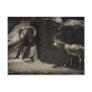 Mouflon Wild Sheep Scratc...