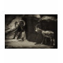Mouflon Wild Sheep Scratc...