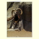Mouflon Wild Sheep Scratching 1 cards by WildAnimalArt Mouflon Wild Sheep Scratching 1 cards