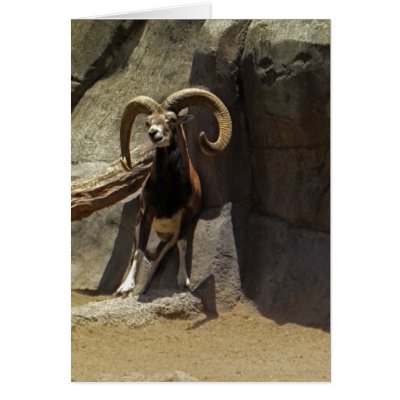 Mouflon Wild Sheep Scratching 1 Card by WildAnimalArt