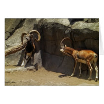 Mouflon Wild Sheep Scratching 1 cards