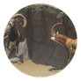 Mouflon Wild Sheep Scratc...