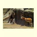 Mouflon Wild Sheep Scratching 1 t-shirts by WildAnimalArt Mouflon Wild Sheep Scratching 1 t-shirts