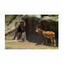 Mouflon Wild Sheep Scratc...
