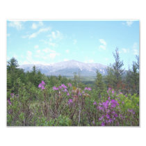 Mount Katahdin with purple flowers Katahdin Photo