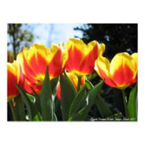 Mount Vernon Estate Tulips posters by poquinn Mount Vernon Estate Tulips posters