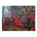 Mountain Ash Berries postcards