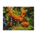 Mountain Ash postcards by teamw2b Mountain Ash postcards