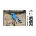 Mountain Blue Bird postage