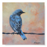 Mountain Bluebird Fine Art Print (Small)