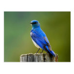 Mountain Bluebird Postcards