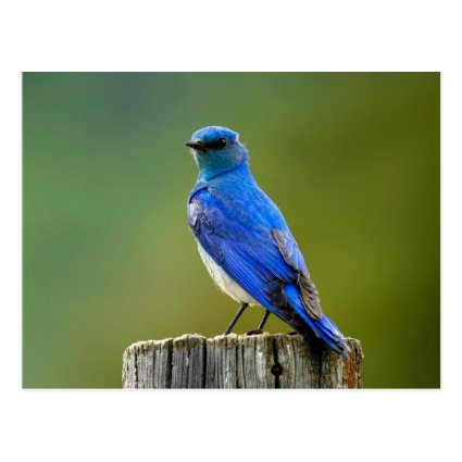 Mountain Bluebird Postcards
