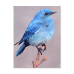 Mountain Bluebird Wildlife Series # 2 Postcard