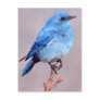 Mountain Bluebird Wildlife Series # 2 Postcard