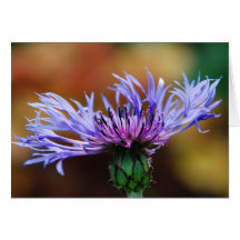 Mountain Bluet Card