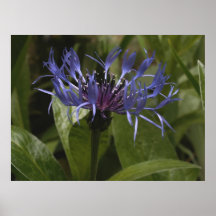 Mountain Bluet Print