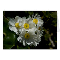 Mountain Buttercup Card