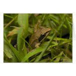 Mountain Chorus Frog Cards