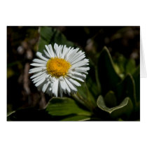 Mountain Daisy Card