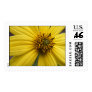 Mountain Daisy