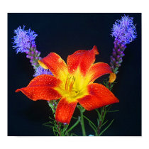 Mountain Garden posters