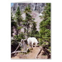 Mountain Goat cards by ebroskie1234 Mountain Goat cards