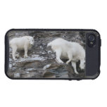 mountain goat iPhone 4 cases