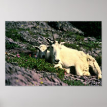 Mountain Goat Print