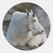 mountain goat sticker