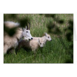 Mountain Goat Twins Cards