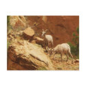Mountain Goats postcards