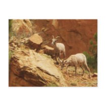 Mountain Goats postcards
