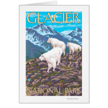 Mountain Goats Scene - Glacier National Park, Cards
