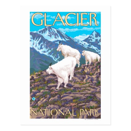 Mountain Goats Scene - Glacier National Park, Post Cards