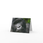 Animal Cards