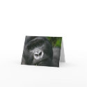 Mountain Gorilla cards by jaweezette Mountain Gorilla cards