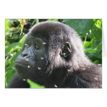 Mountain Gorilla Cards