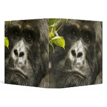 Mountain Gorilla, Gorilla beringei beringei, 3 Ring Binders