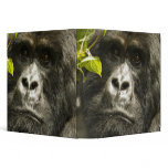 Mountain Gorilla, Gorilla beringei beringei, binders