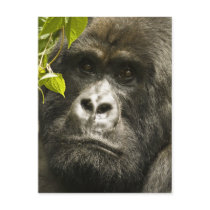 Mountain Gorilla, Gorilla beringei beringei, Post Card