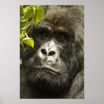 Mountain Gorilla, Gorilla beringei beringei,