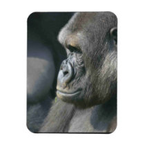 Mountain Gorilla  Premium Magnet